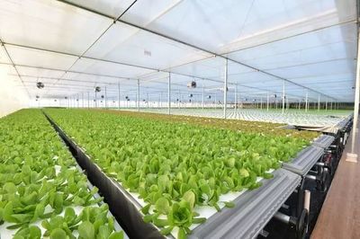 年產19茬蔬菜的工廠到底有多“恐怖”？全面揭秘京東植物工廠