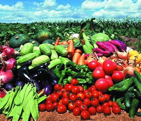 福永、沙井及深圳地區的農產品與綠植服務概覽 蔬菜配送、批發與苗木供應