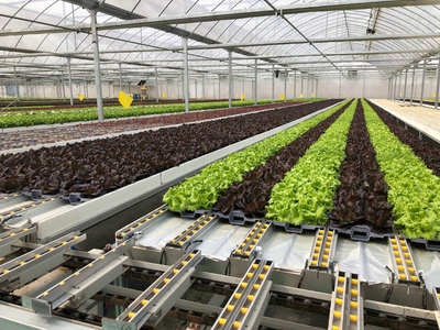 孫橋農業智能化蔬菜工廠建設圓滿完工，苗木產業邁向新紀元